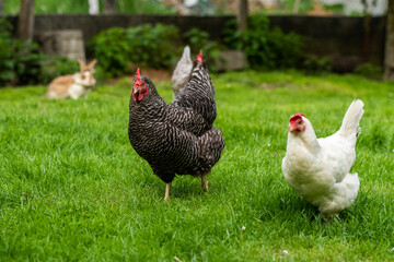 H&uuml;hner Huhn im Garten