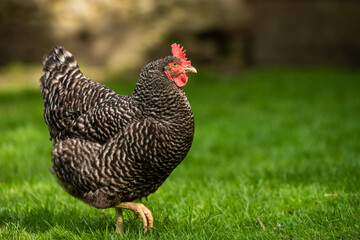 Hühner Huhn im Garten