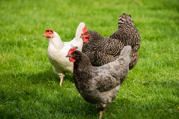 H&uuml;hner Huhn im Garten