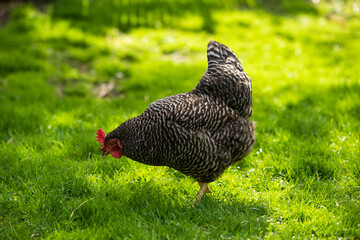 Hühner Huhn im Garten