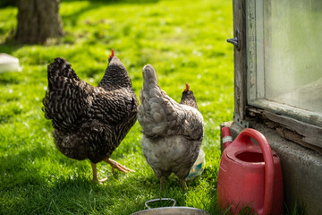 H&uuml;hner Huhn im Garten
