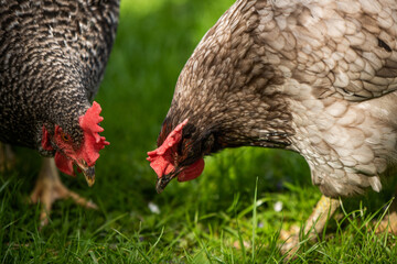 H&uuml;hner Huhn im Garten