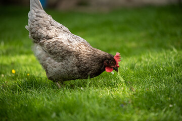 H&uuml;hner Huhn im Garten