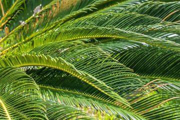 Detail with selective focus of large tropical foliage in a garden in Brazil