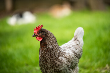 Hühner Huhn im Garteb