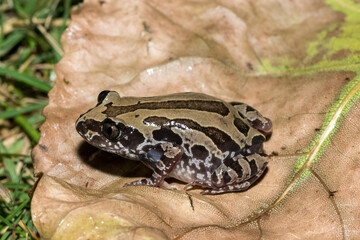 Bubbling Kassina, or Senegal running frog (Kassina senegalensis)