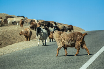 Fototapeta premium Group of goats and sheep in the nature livestock in Central Mongolia