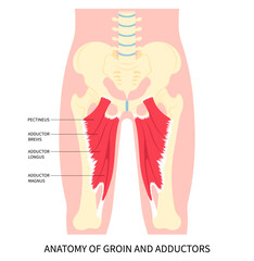 Groin strain thigh pain injury muscle or hip lumbar in plexus flexion rotation back and Obturator nerve externus lower the first aid of RICE Rest Ice stress with bursitis fracture - obrazy, fototapety, plakaty
