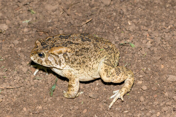 Guttural toad (Amietophrynus gutturalis)
