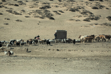 Group of goats and sheep in the nature livestock in Central Mongolia