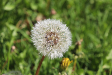 mature dandelion with seeds in a meadow in the grass on a sunny summer day. macro photo