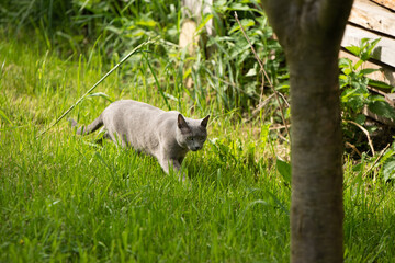 katze garten russisch blau