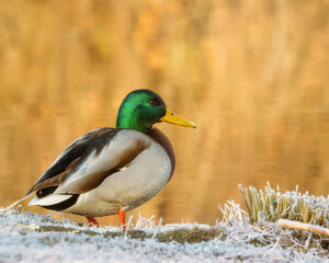 Drake mallard on frost covered grass