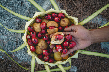 Nutmeg from Banda Island, Central Maluku, indonesia