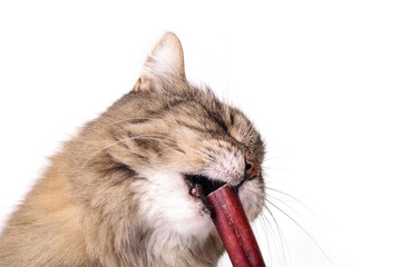 Fluffy tabby cat eating chew stick. Toothless senior cat trying to take a bite of beef bully stick. Concept for can cats eat dog food or digest beef bully stick. Selective focus. White background.