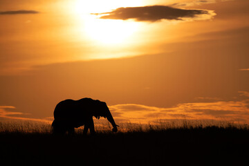 Fototapeta na wymiar Silhouette of African elephant with calf during sunset, Masai Mara, Kenya