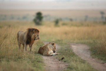 A Lion near a  lioness during morning hours in Savanah, Masai Mara, Kenya