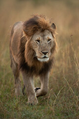 Portrait of a Lion walking at Masai Mara, Kenya