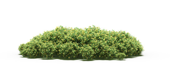 Obraz premium group of trees with a shadow on the ground, isolated on a white background, trees in the forest, 3D illustration, cg render