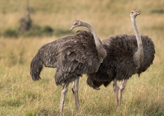 A pair of Ostrich in the Masai Mara grassland, Kenya