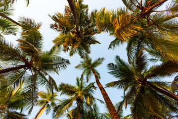 Fototapeta na wymiar Green palm trees against the blue sky