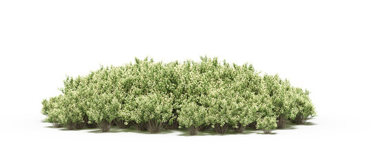 Fototapeta premium group of trees with a shadow on the ground, isolated on a white background, trees in the forest, 3D illustration, cg render