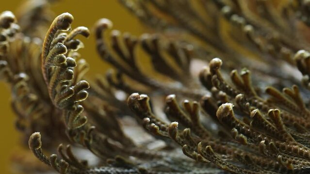  Rose of Jericho plants close up, Selaginella lepidophylla , resurrection plant. Front view, Macro