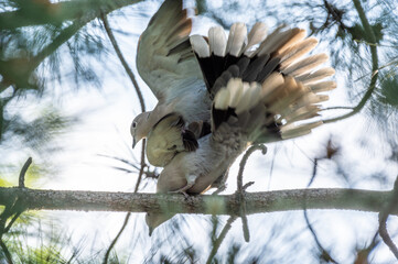para sierpówek gołębi na drzewie podczas kopulowania © Henryk Niestrój