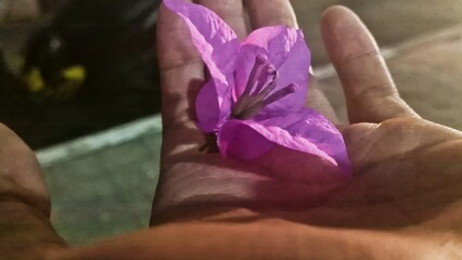 flower in hand