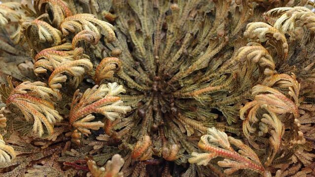  Rose of Jericho plants close up, Selaginella lepidophylla , resurrection plant. View from above. Macro