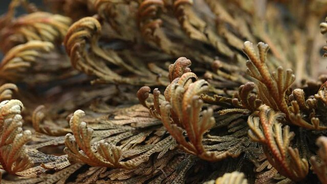  Rose of Jericho plants close up, Selaginella lepidophylla , resurrection plant. Front view, Macro