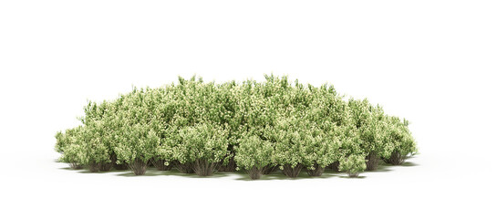 group of trees with a shadow on the ground, isolated on a transparent background, trees in the forest, 3D illustration, cg render