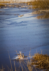 the long-awaited spring in the countryside