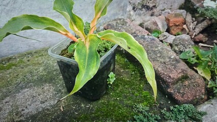 plant growing in the ground