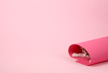 Little cute kitten looks from a roll of pink paper