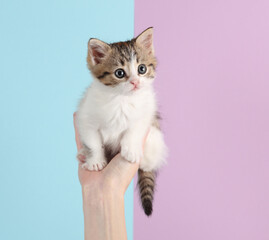 Obraz premium Female hand holding cute kitten on pink blue pastel background