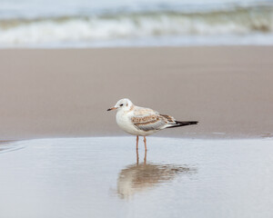 Seagull in the natural environment on the Baltic Sea.