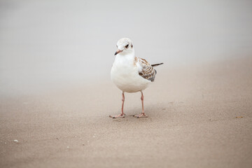 Seagull in the natural environment on the Baltic Sea.