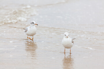 Seagull in the natural environment on the Baltic Sea.