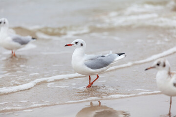 Naklejka premium Seagull in the natural environment on the Baltic Sea.