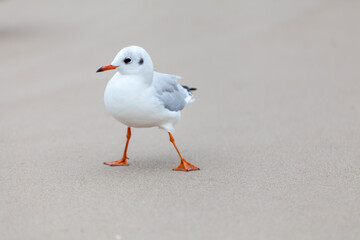 Seagull in the natural environment on the Baltic Sea.