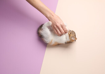 Little cute playful kitten plays with hand on pastel background. Top view