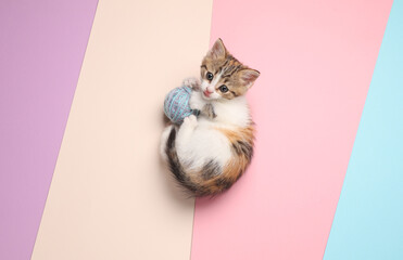 Little cute playful kitten plays with ball of thread on pastel background. Top view