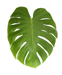 Monstera leaf on transparent background png file.