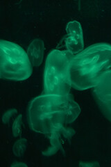 The jellyfish in motion in color. Close-up of the jellyfish. Jellyfish in the water. Animal concept.