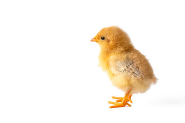 Little chicken chick isolated on white - chick
