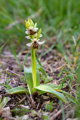 Wild orchid; Scientific name; Ophrys umbilicata