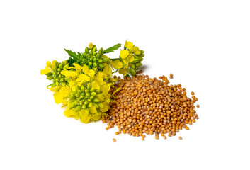 Rapeseed plant with yellow flowers and seeds. Mustard plant yellow blossom. Canola seeds and fresh canola flowers isolated on white background. Canola flower and canola isolated on white.