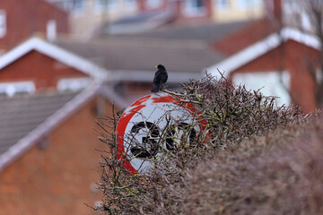 Blackbird sitting on a 30mph sign with a typical British suburban backdrop