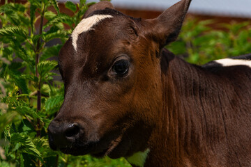 A young calf stands among the bushes nettles.